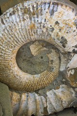 ancient fossil ammonite