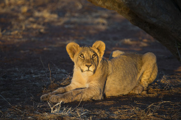Junger Löwe beobachtet Vogel im Baum