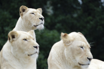 Fototapeta na wymiar Weiße Löwinnen ruhen sich aus