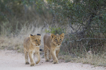 Junge Löwen erkunden die Umgebung