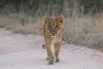 Junger Löwe erkundet die Umgebung