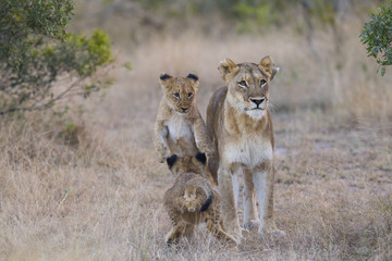 Junge Löwen spielen mit der Mutter