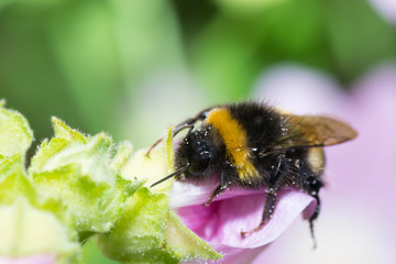 bumblebee