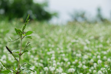 Green meadow background