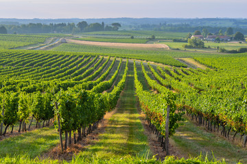 Fototapeta na wymiar Vineyard Sunrise - Landscape-Bordeaux Vineyard