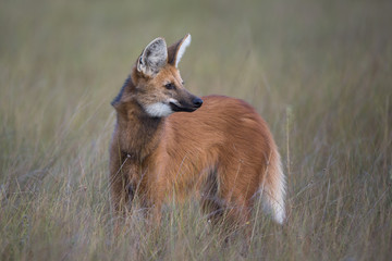 Mähnenwolf auf Beutesuche © aussieanouk