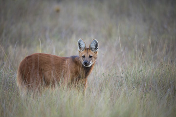 Mähnenwolf im Grasland
