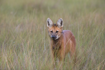 Mähnenwolf auf Beutesuche