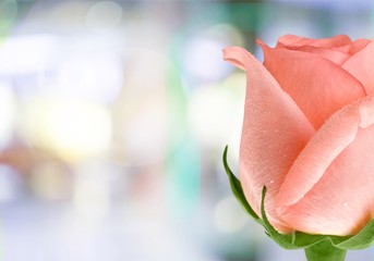 Rose.