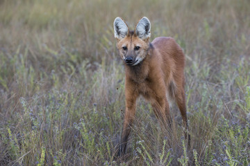 Mähnenwolf im Grasland