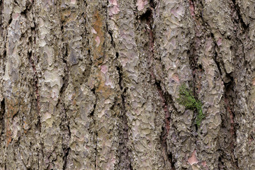 tree bark