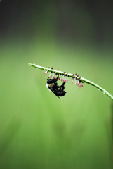Bee on Stem