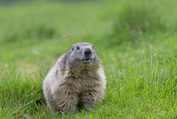 Alpenmurmeltier auf Nahrungssuche