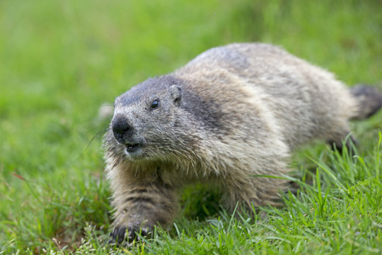 Alpenmurmeltier l&auml;uft H&uuml;gel herunter