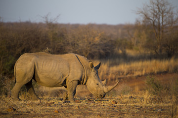 Fototapeta premium Breitmaulnashorn bei der Nahrungsaufnahme