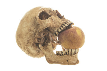 Skull and old apple on a White background