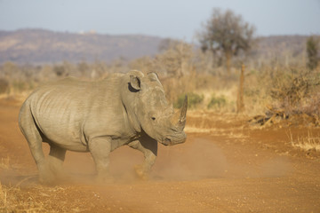 Fototapeta premium Breitmaulnashorn in Angriffsposition