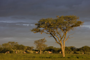 Fototapeta na wymiar Oryxantilopen in der Regenzeit