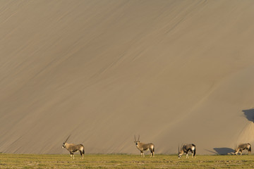 Oryxantilopen vor einer Sandd&uuml;ne