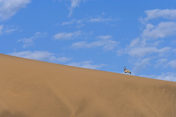 Oryxantilope auf einer Sanddüne