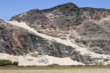 Oryxantilopen im Trockenflußbett