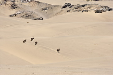 Fototapeta na wymiar Oryxantilopen durchqueren die Wüste