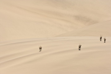 Oryxantilopen durchqueren die Wüste
