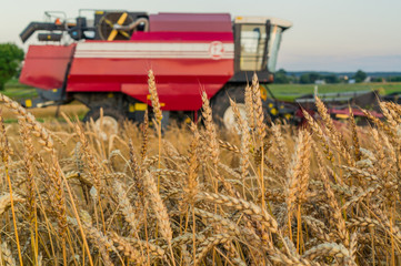 Obraz premium Combine harvesting wheat with selective focus on rye