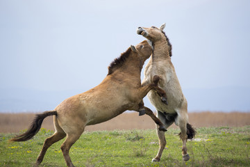 Przewalski-Pferde kämpfen miteinander