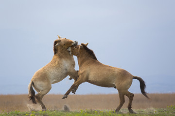 Przewalski-Pferde kämpfen miteinander © aussieanouk