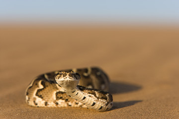 Puffotter in der Wüste