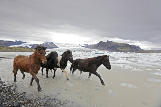 Islandpferde rennen durch Gletschersee