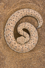 Fototapeta premium Zwergpuffotter rollt sich zusammen