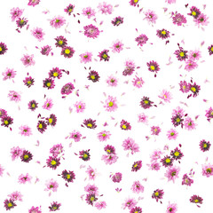 repeating, purple chrysanthemum and daisy flower buds and petals in different color tones, studio...