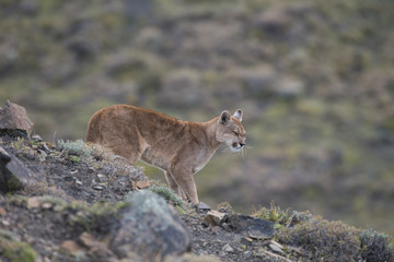 Puma nach erfolgloser Jagd