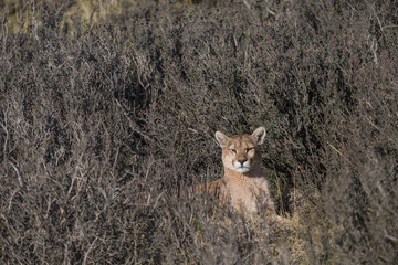 Pumamännchen ruht sich aus