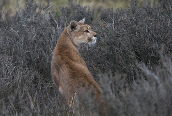 Puma auf der Jagd