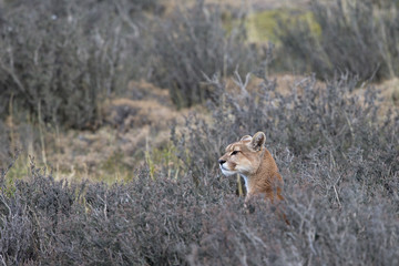 Puma auf der Jagd