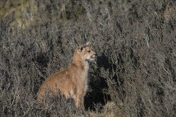 Obraz na płótnie Canvas Puma auf der Jagd