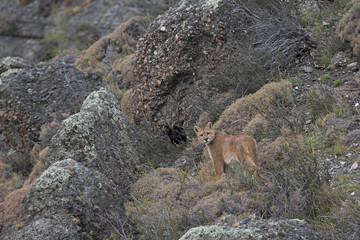 Puma beobachtet Beute