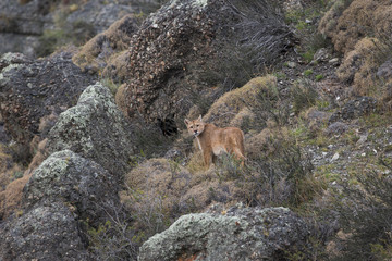 Puma beobachtet Beute