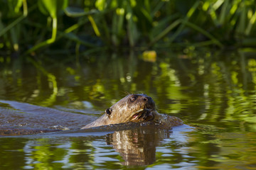 Riesenotter schwimmt mit Beute