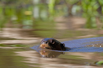 Riesenotter schwimmt 