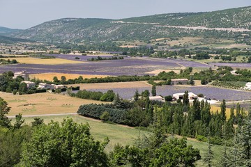 Fototapeta na wymiar Lavendelfelder bei Sault (Vaucluse) in der Provence