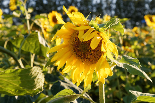 Yellow sunflower on field background