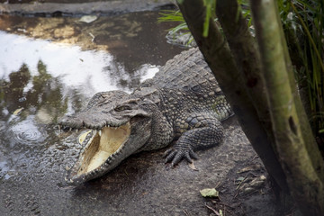 Crocodile with open mouth in forest.