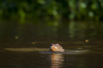Riesenotter schwimmt 