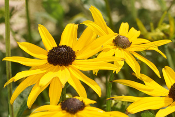 Black-eyed Susan, Rudbeckia hirta