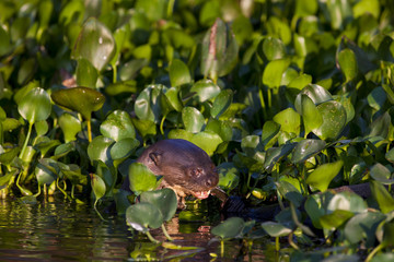 Riesenotter frisst einen Fisch
