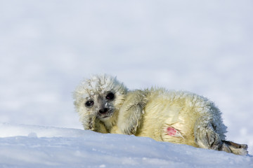Junge Ringelrobbe liegt auf dem Packeis